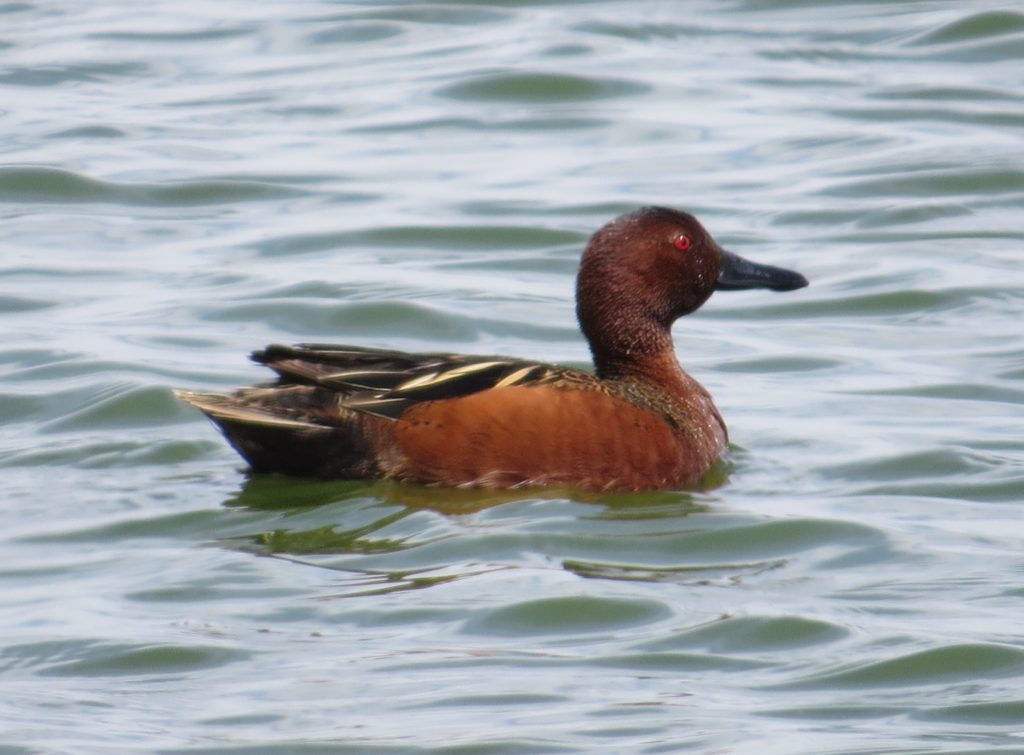 Cinnamon Teal