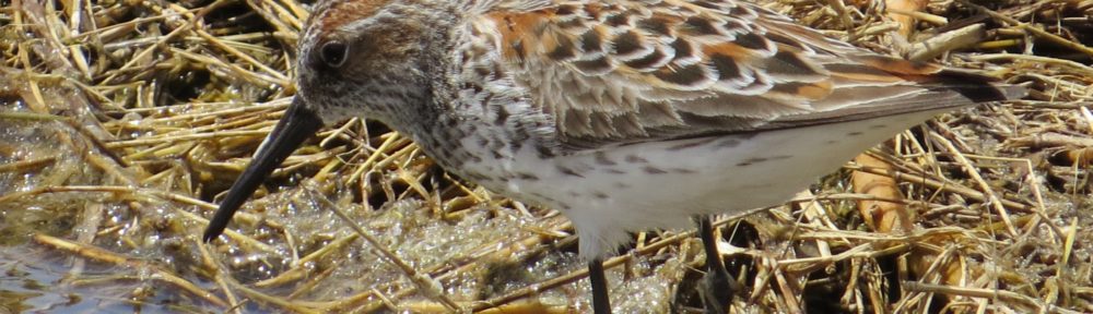 Western Sandpiper