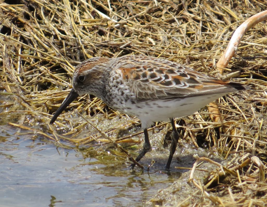 Western Sandpiper