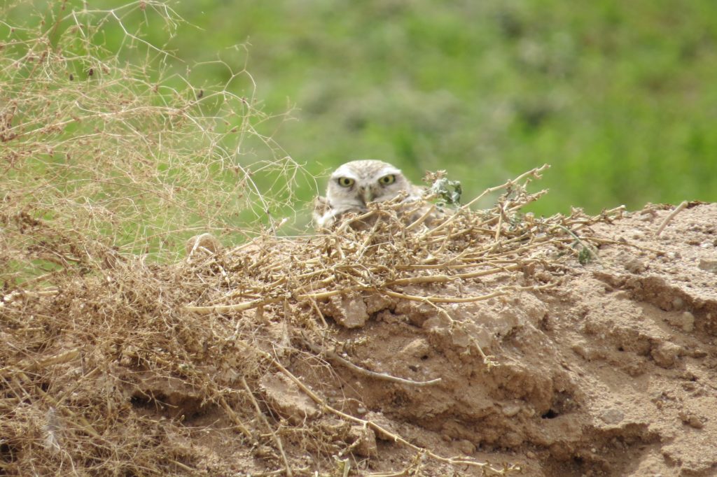 Burrowing Owl