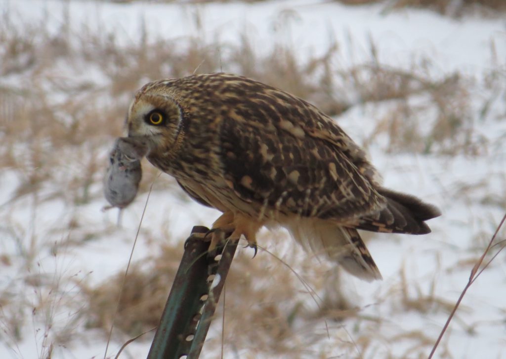 Short-eared Owl