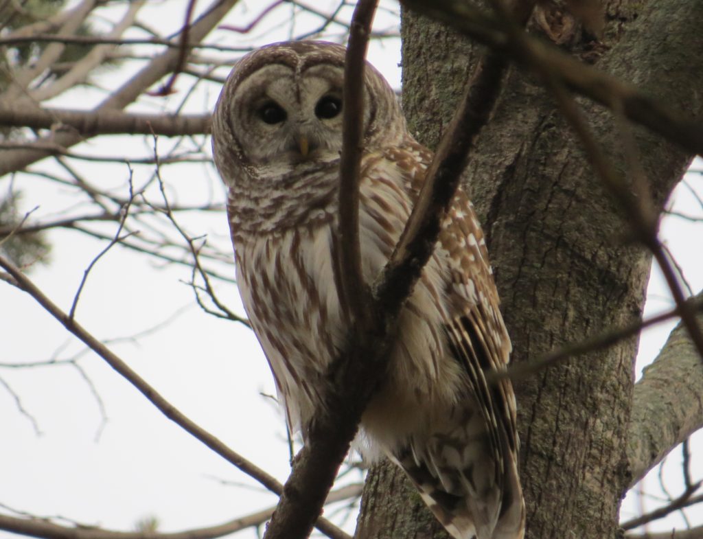 Barred Owl