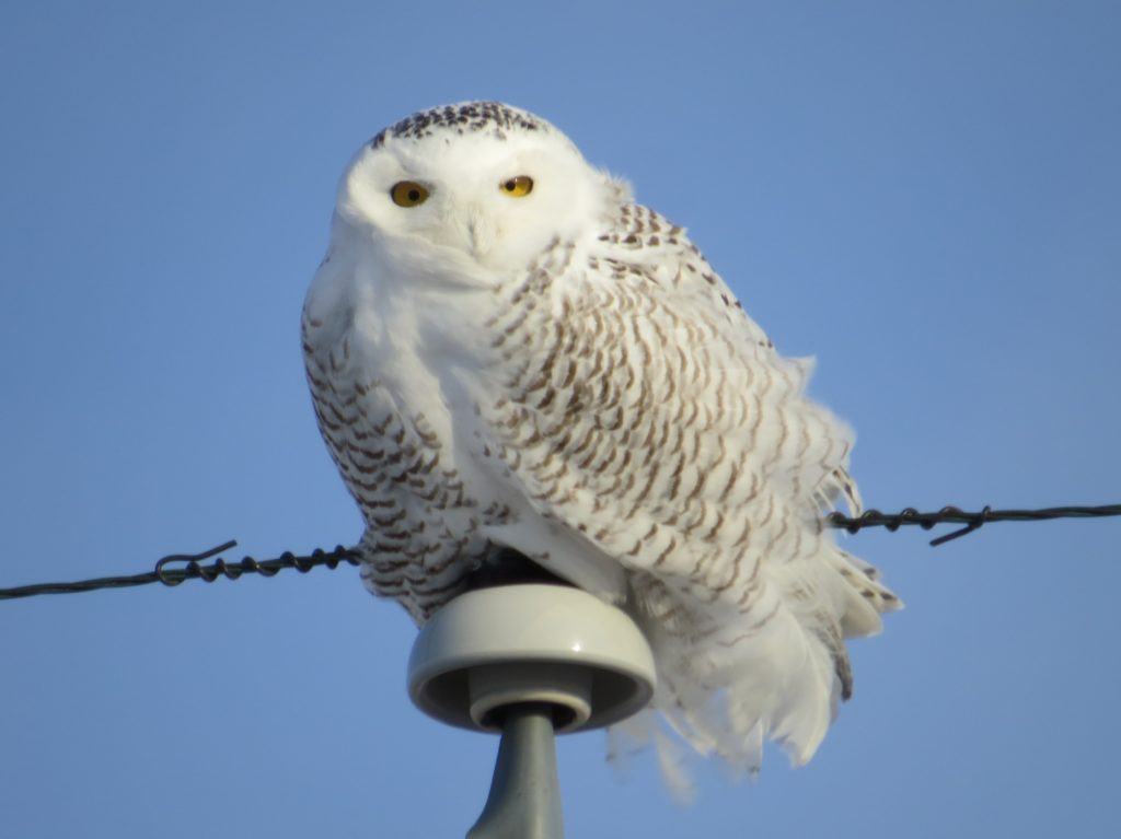 Snowy Owl