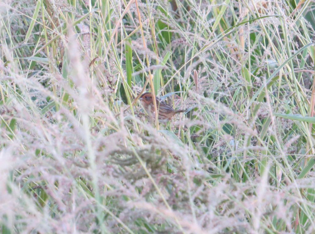 Nelson's Sparrow