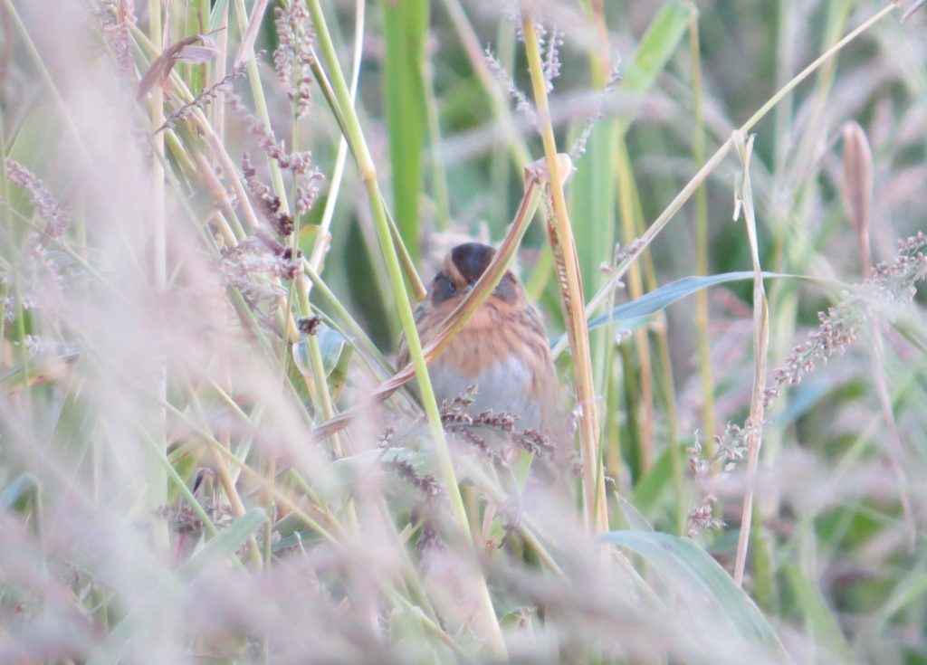 Nelson's Sparrow