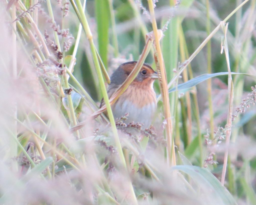 Nelson's Sparrow