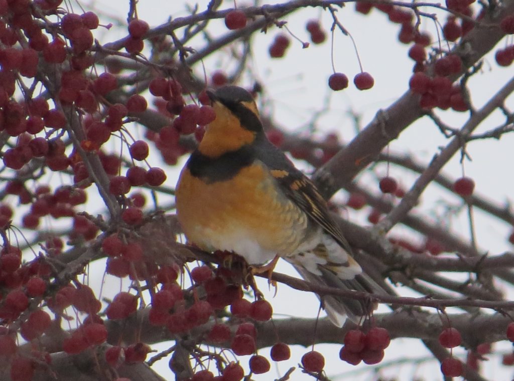 Varied Thrush