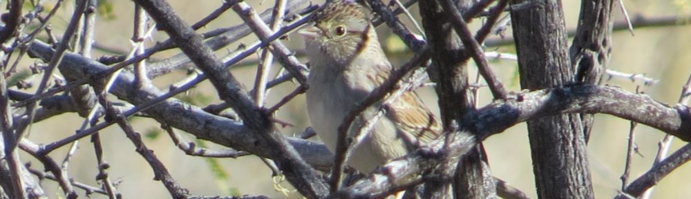 Cassin's Sparrow