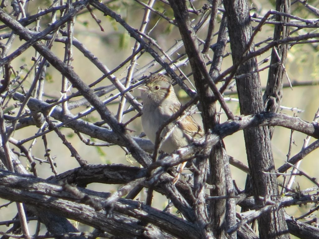 Cassin's Sparrow