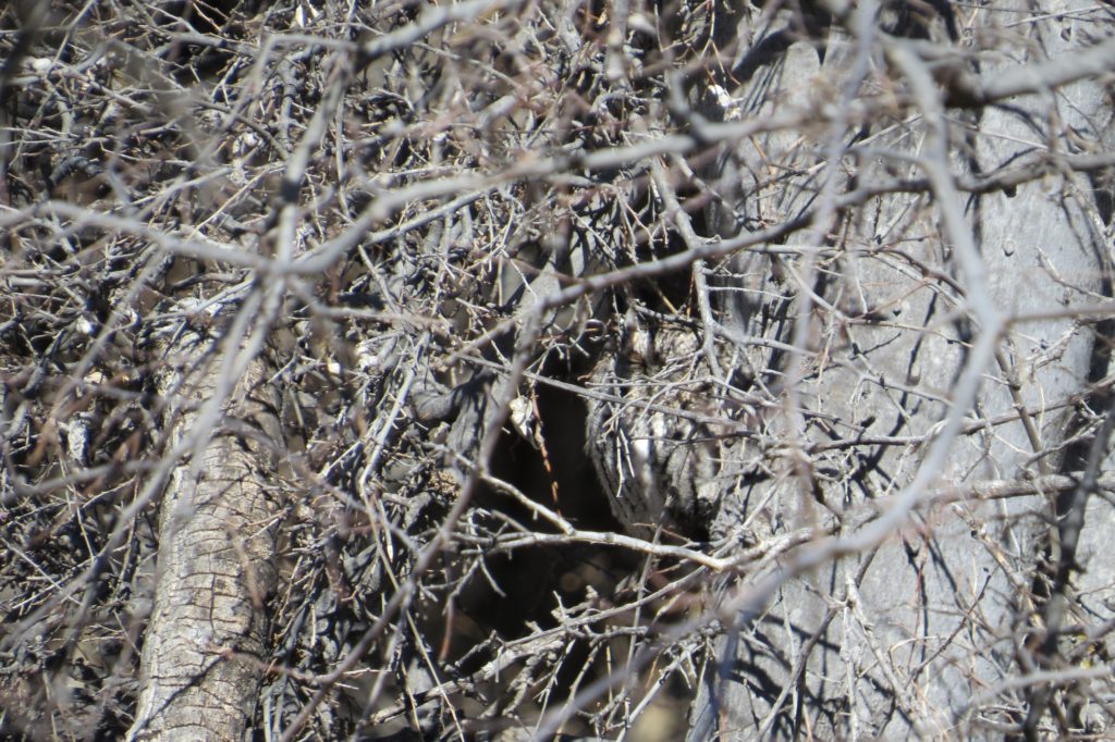 Whiskered Screech-Owl