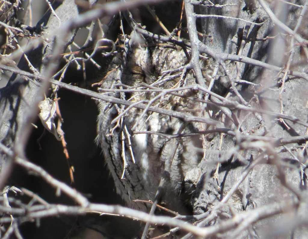 Whiskered Screech-Owl