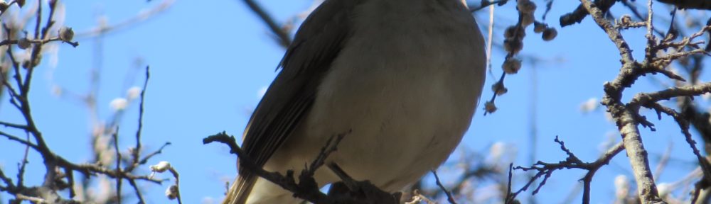 White-throated Thrush