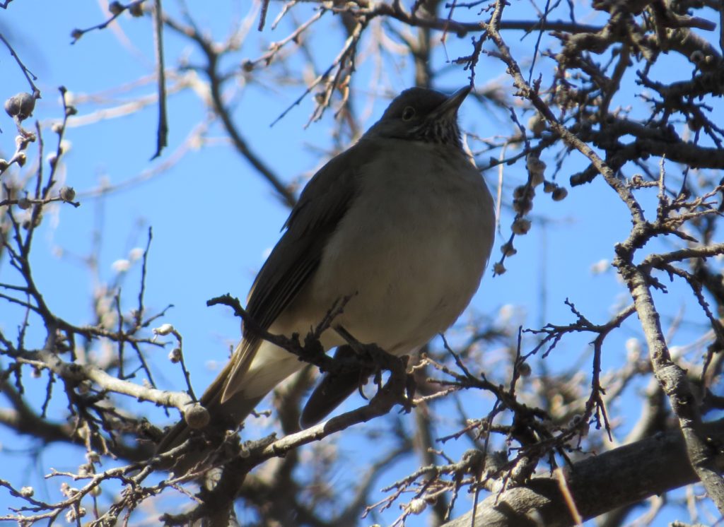 White-throated Thrush