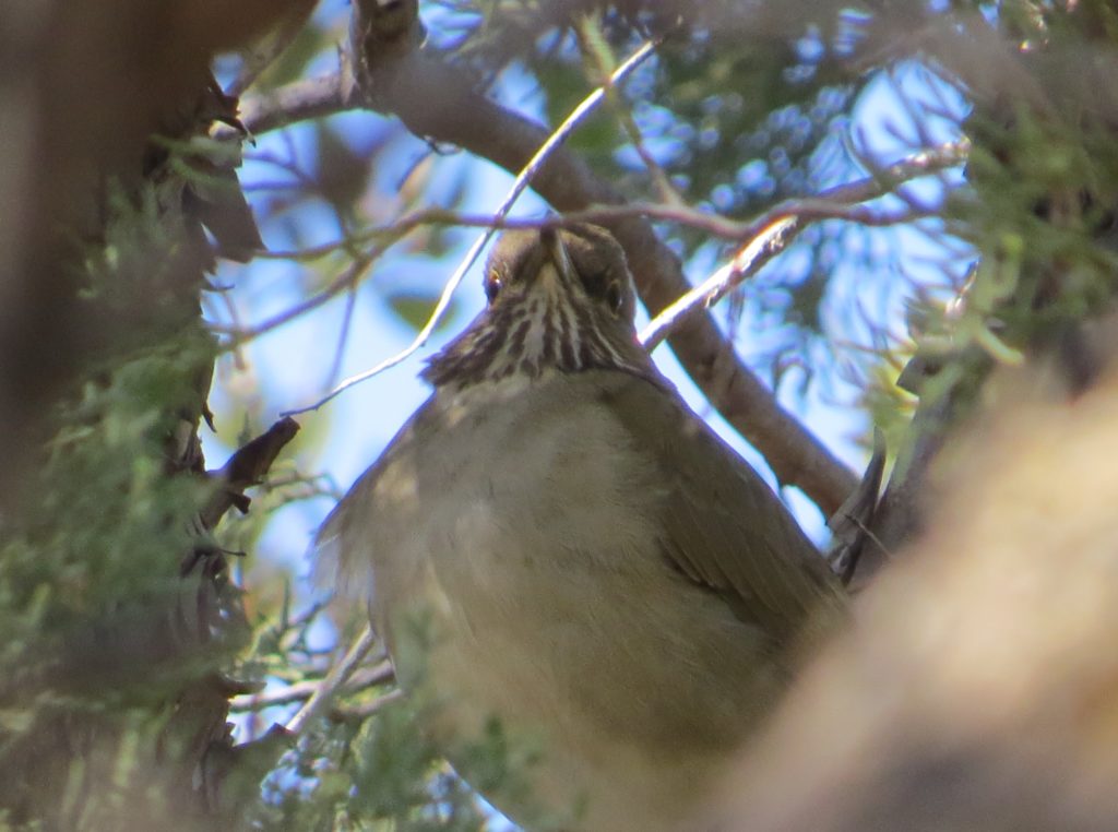 White-throated Thrush