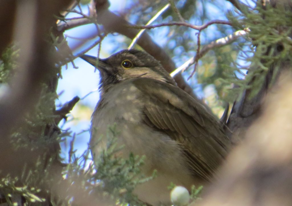 White-throated Thrush