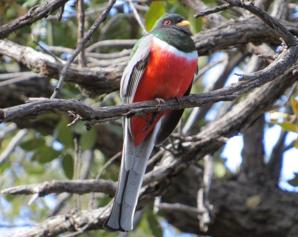 Elegant Trogon