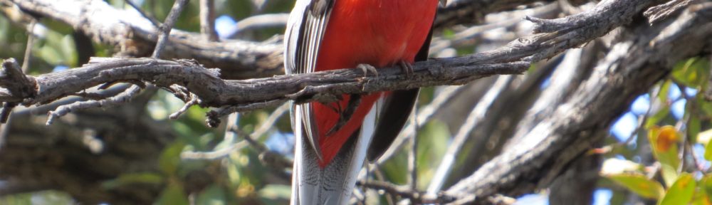 Elegant Trogon