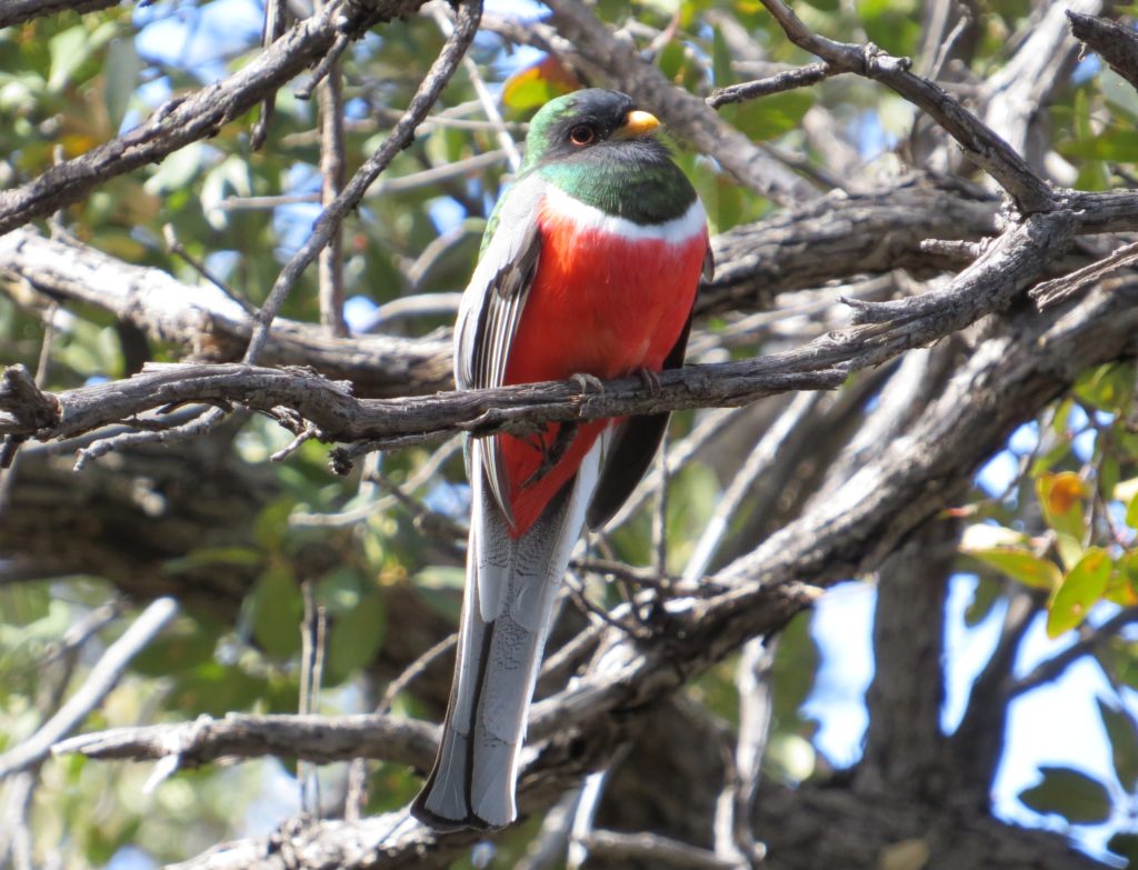 Elegant Trogon