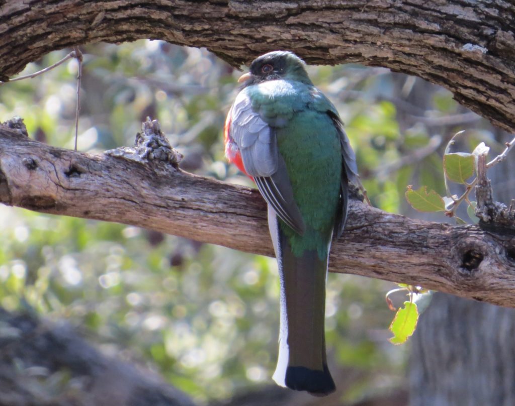 Elegant Trogon