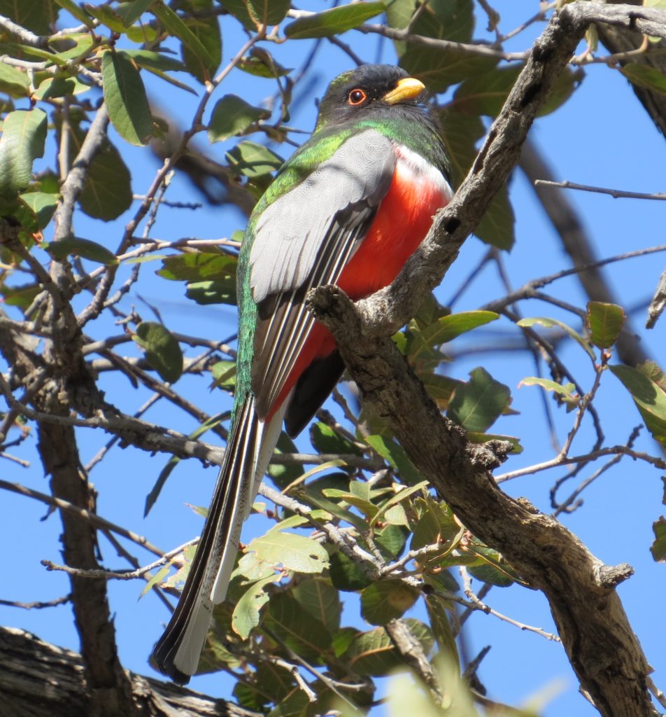 Elegant Trogon