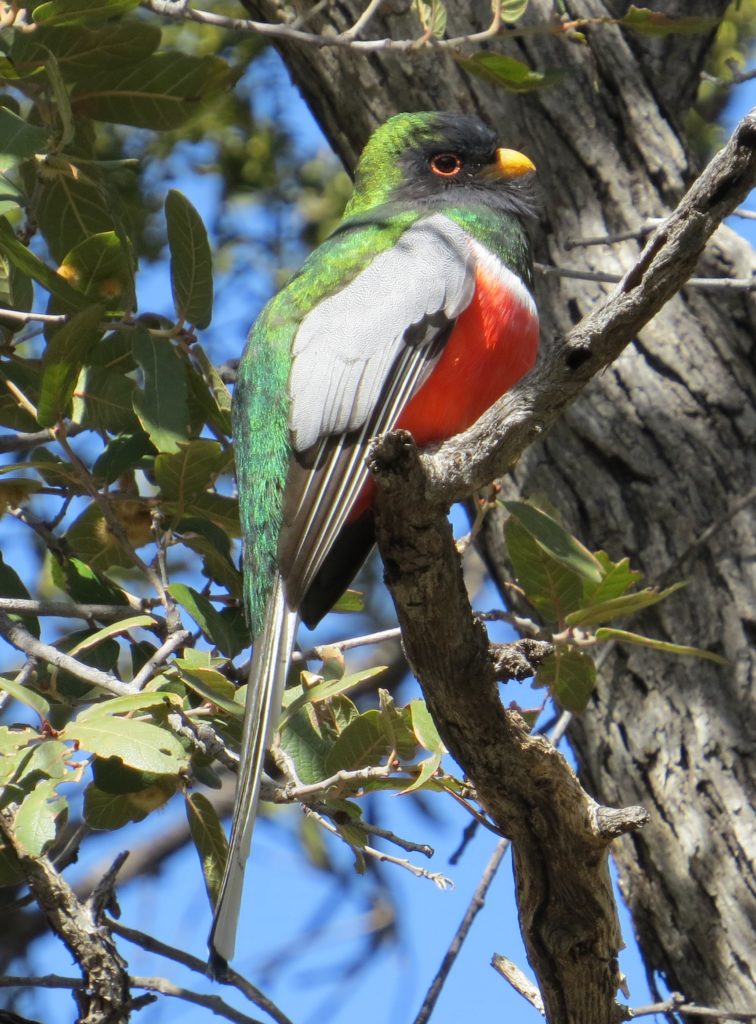 Elegant Trogon