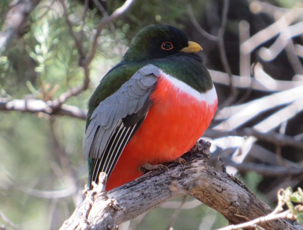 Elegant Trogon