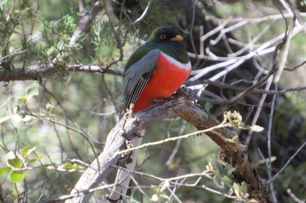 Elegant Trogon