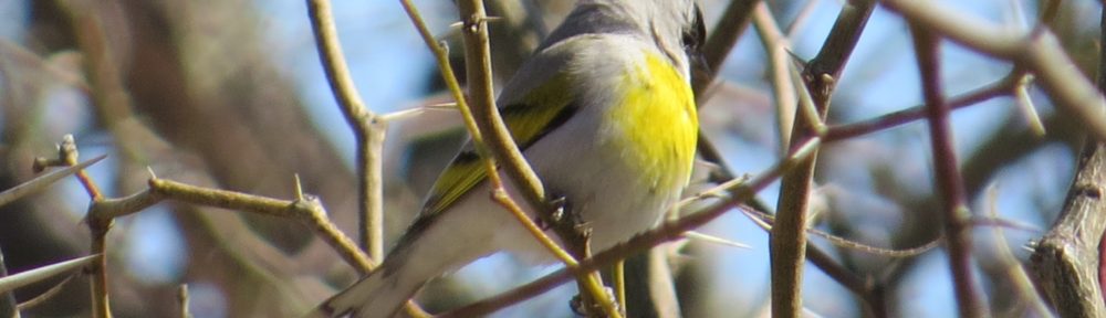 Lawrence's Goldfinch