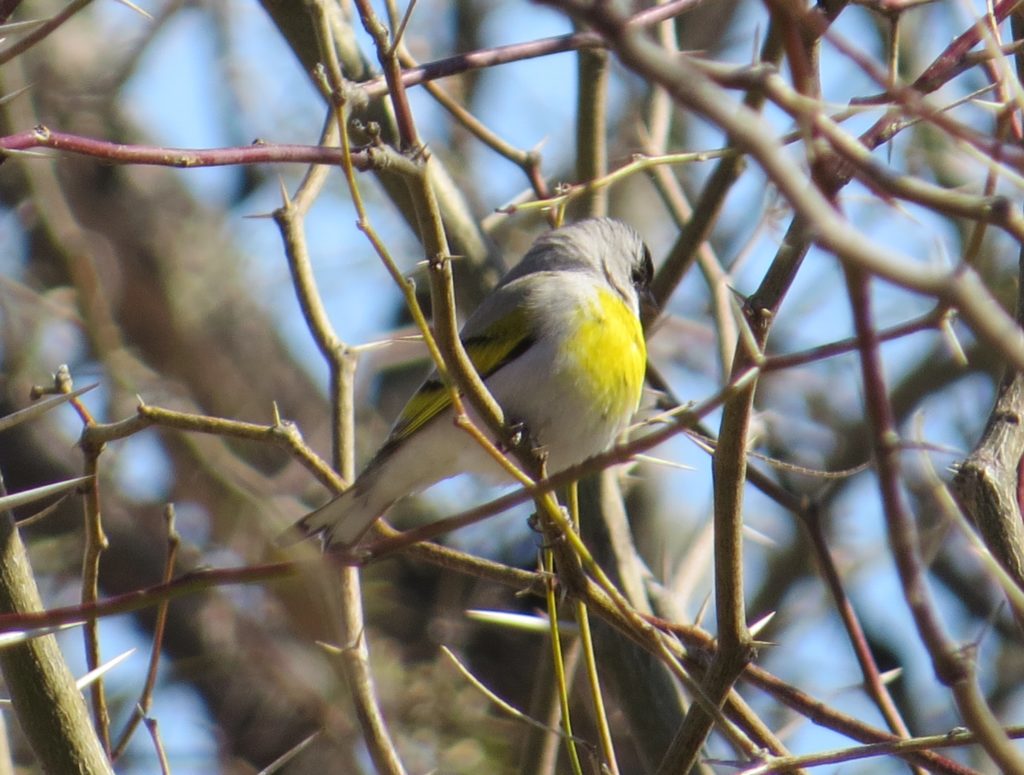 Lawrence's Goldfinch