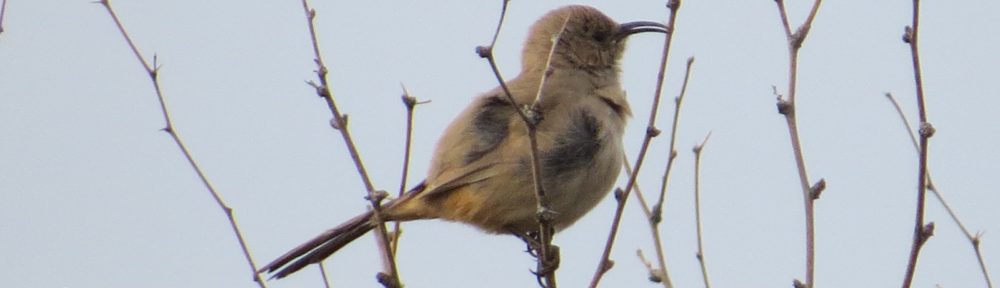 LeConte's Thrasher