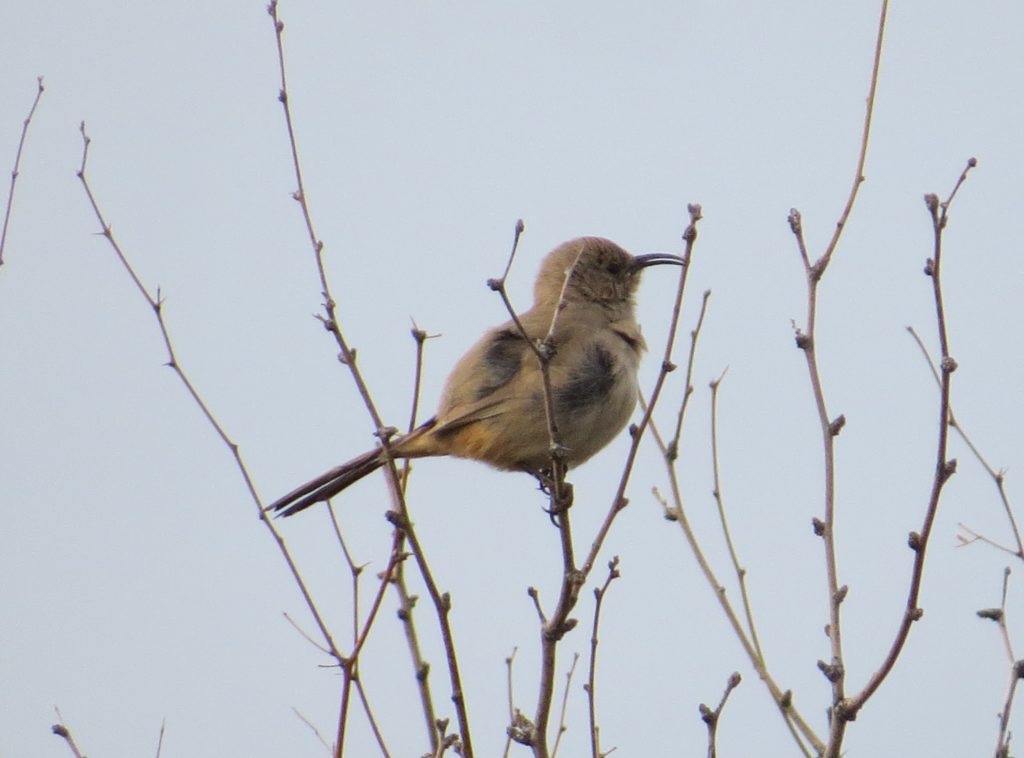 LeConte's Thrasher