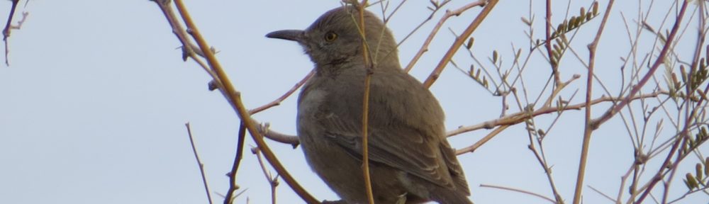 Bendire's Thrasher