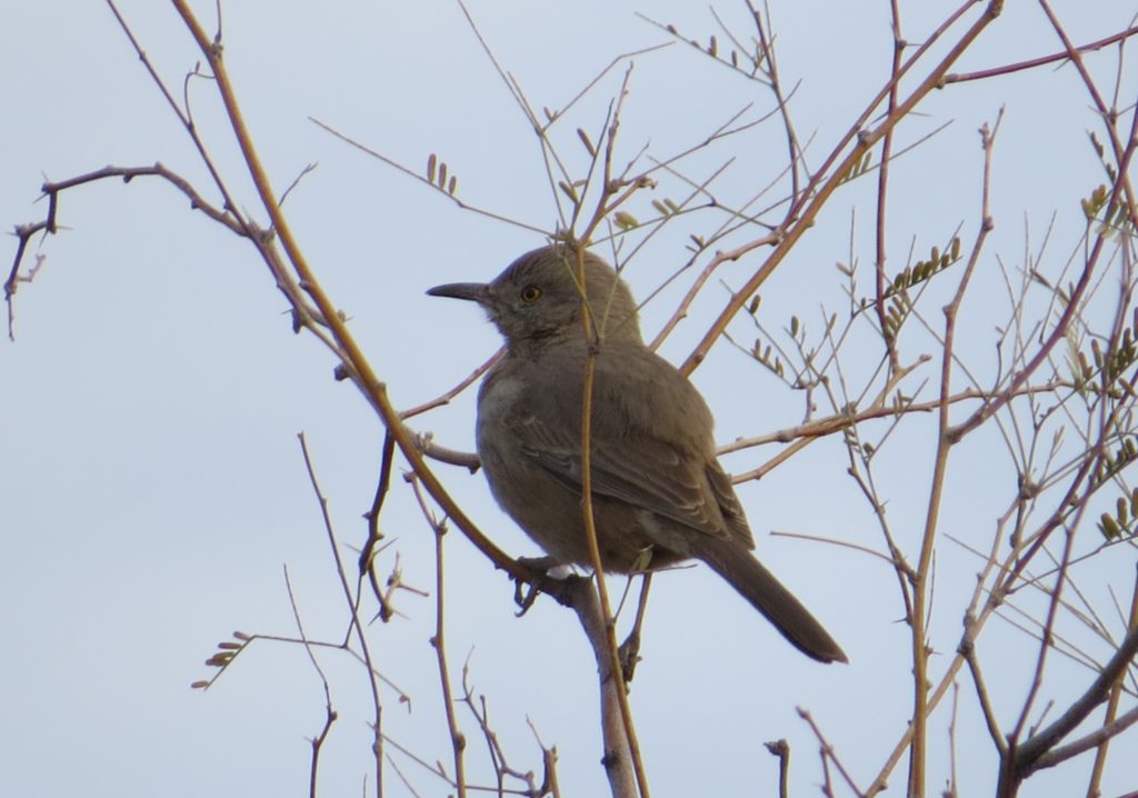 Bendire's Thrasher