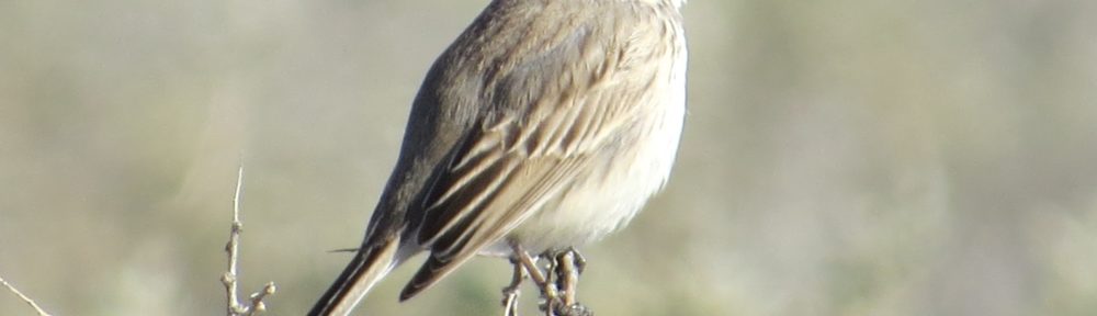 Sagebrush Sparrow