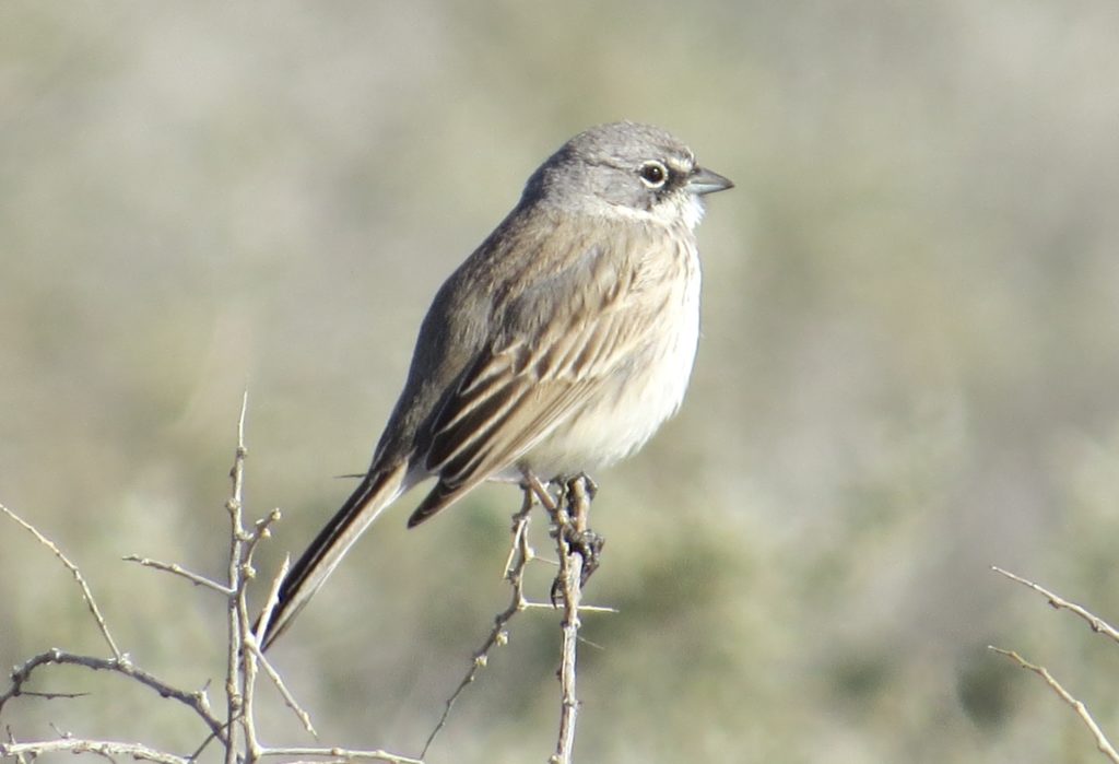 Sagebrush Sparrow