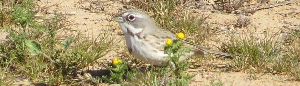 Bell's Sparrow