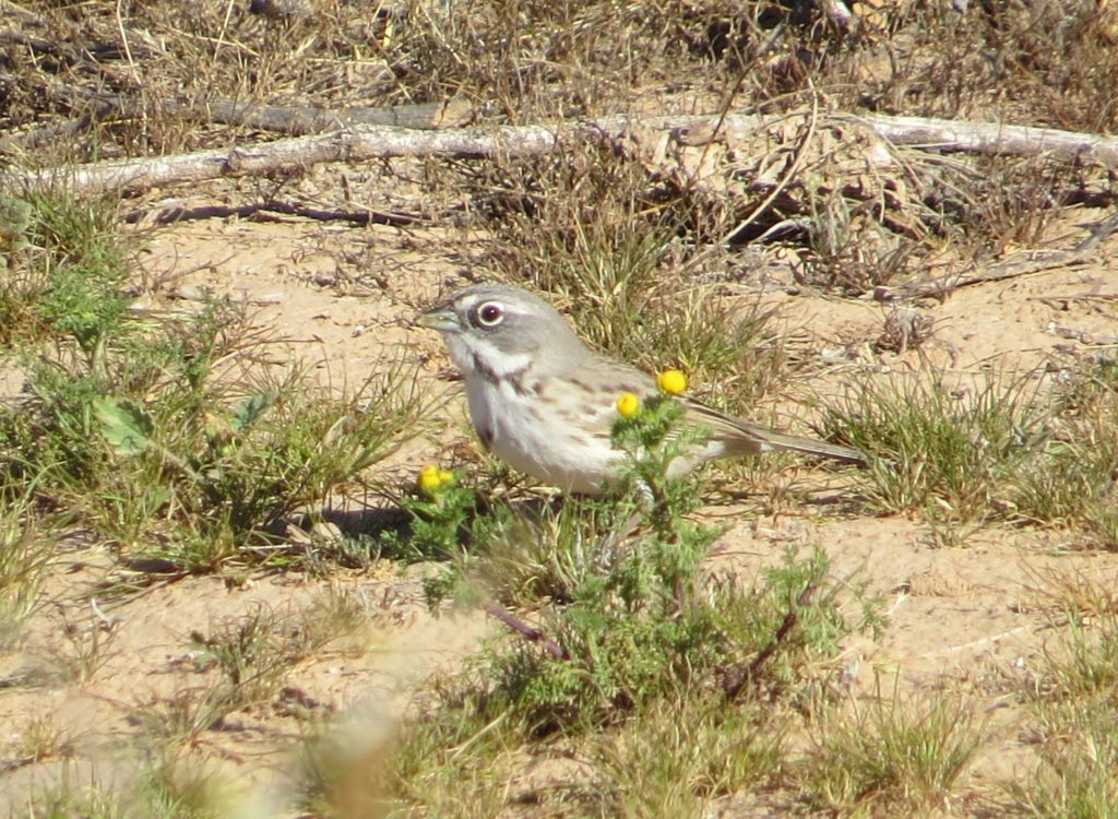 Bell's Sparrow