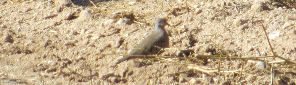 Common Ground Dove