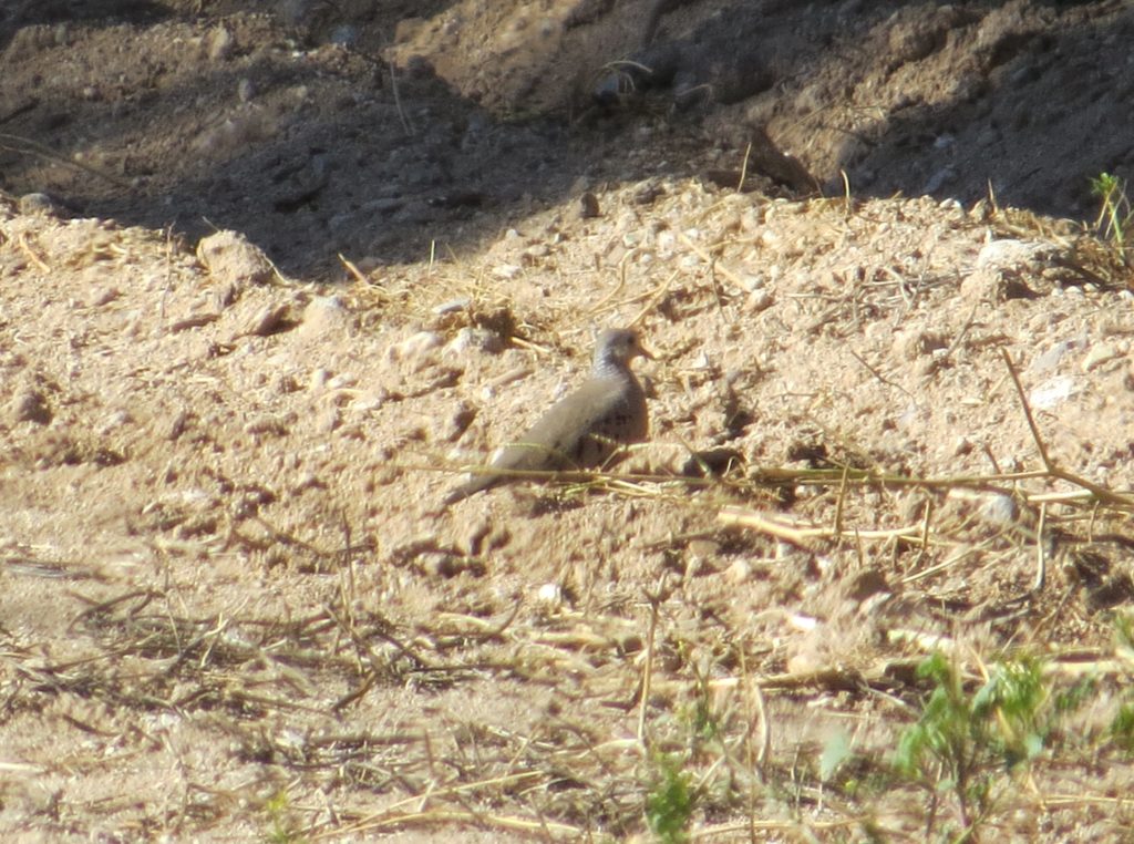 Common Ground-Dove