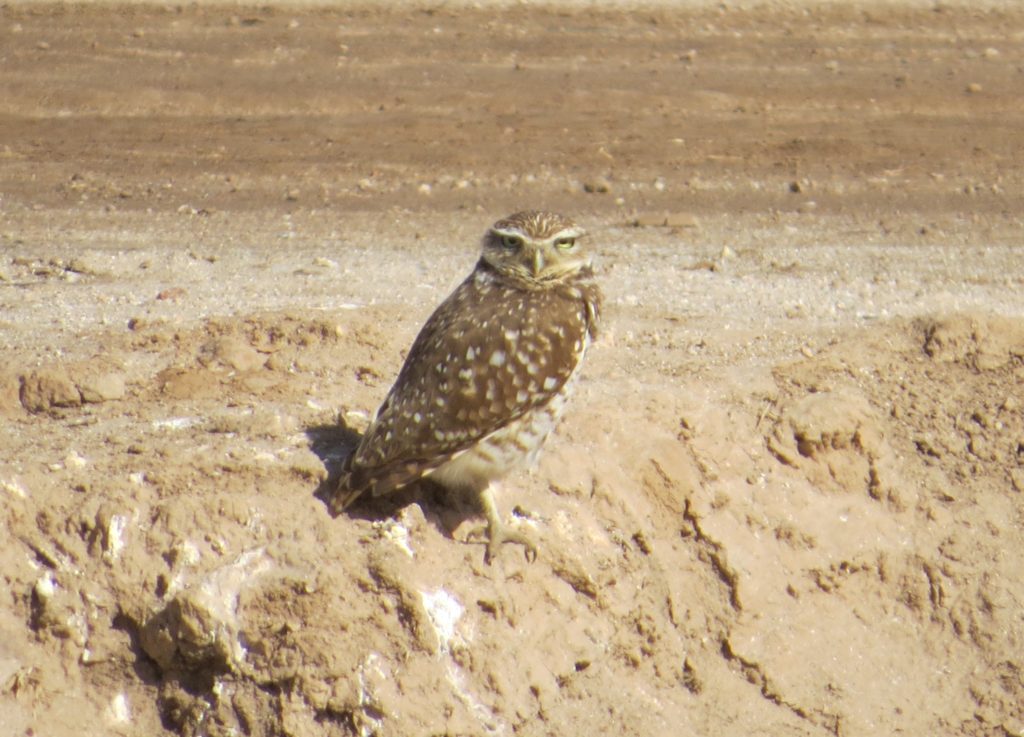 Burrowing Owl