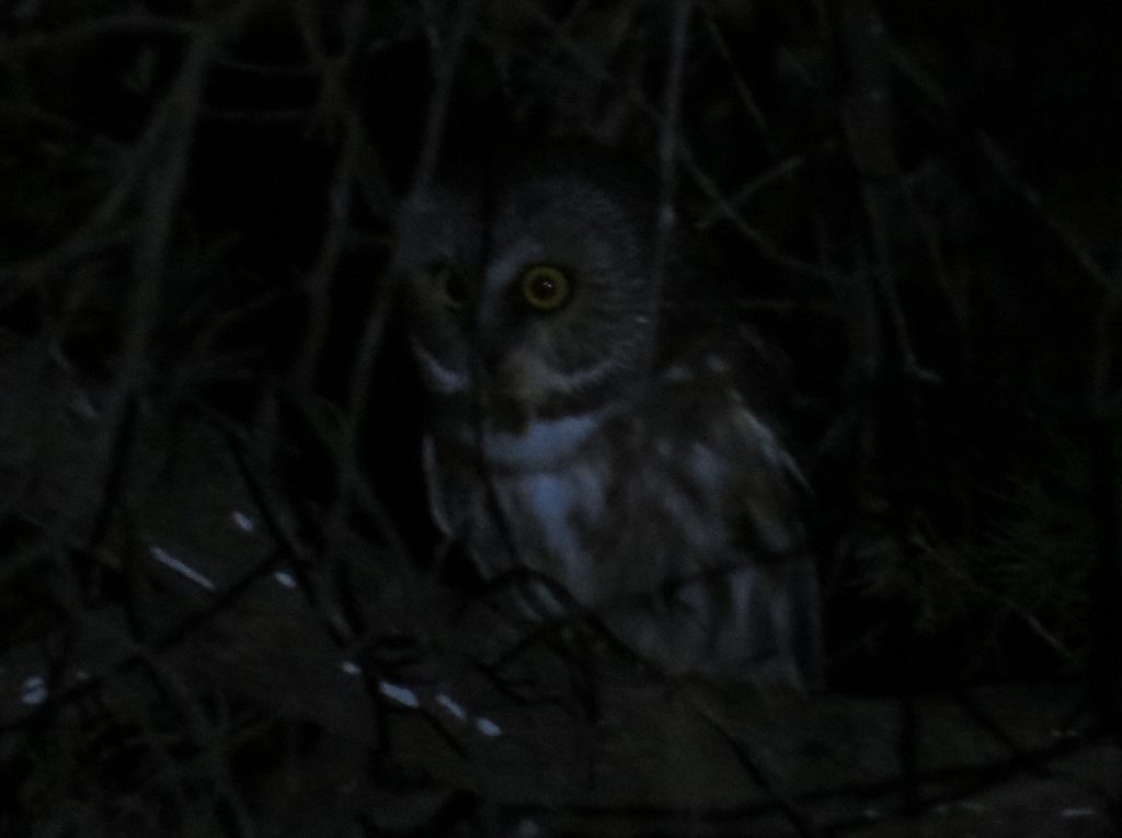 Northern Saw-whet Owl