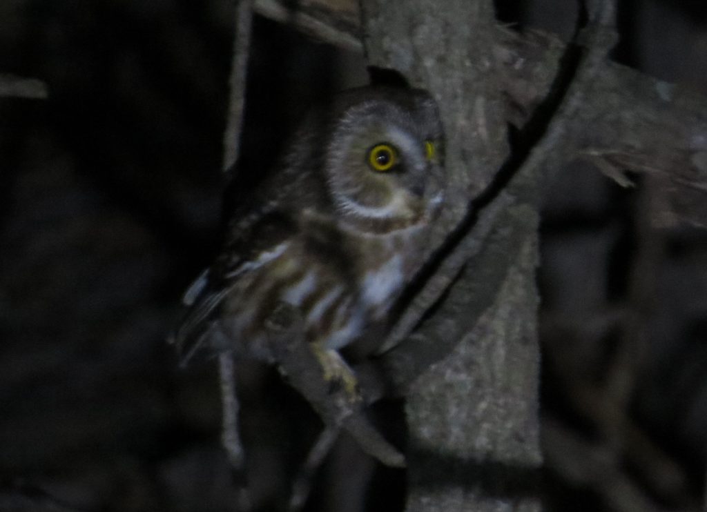 Northern Saw-whet Owl