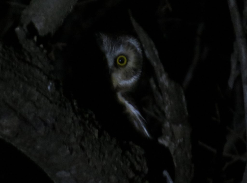 Northern Saw-whet Owl