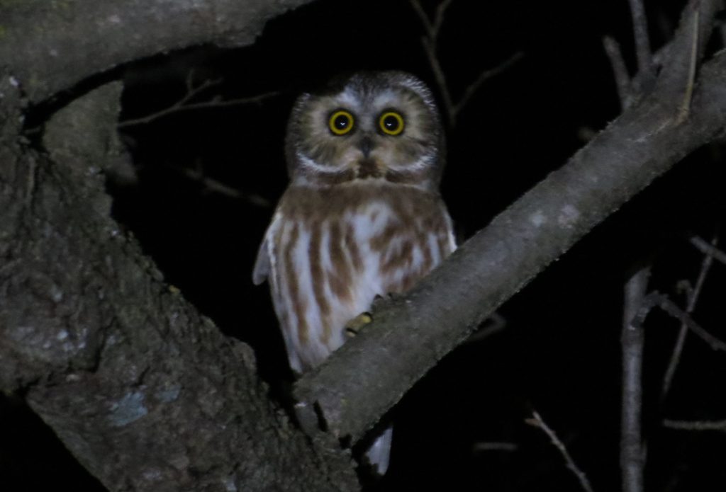 Northern Saw-whet Owl