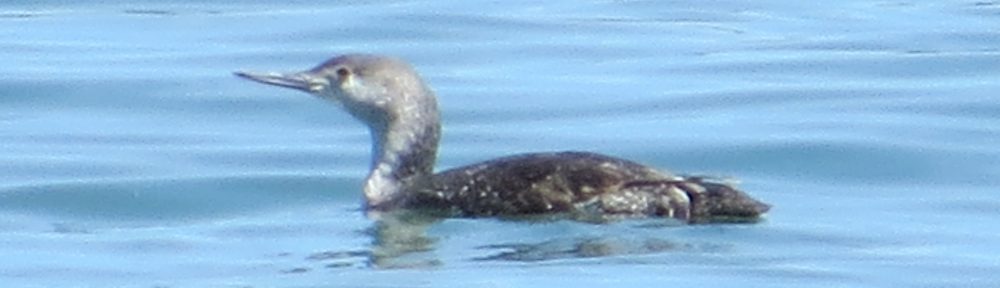 Red-throated Loon