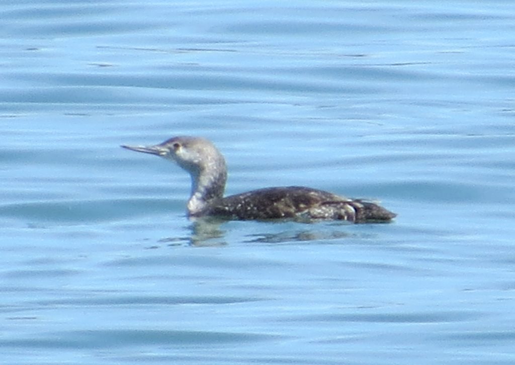 Red-throated Loon