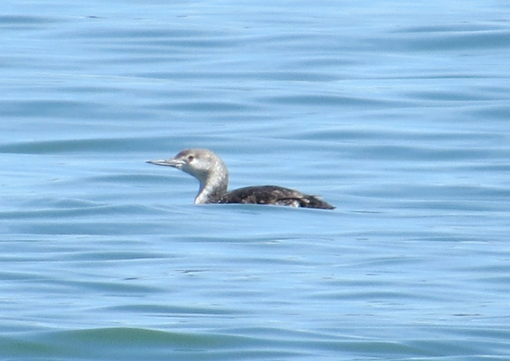 Red-throated Loon