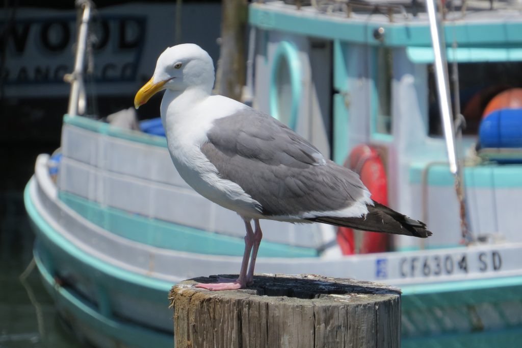 Western Gull