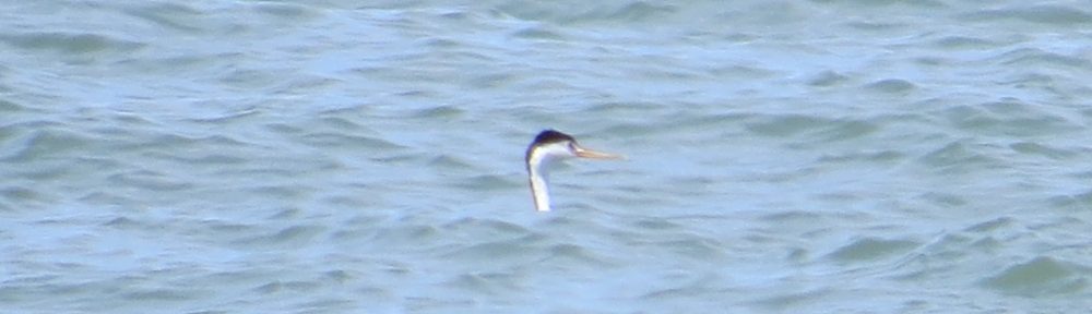 Clark's Grebe