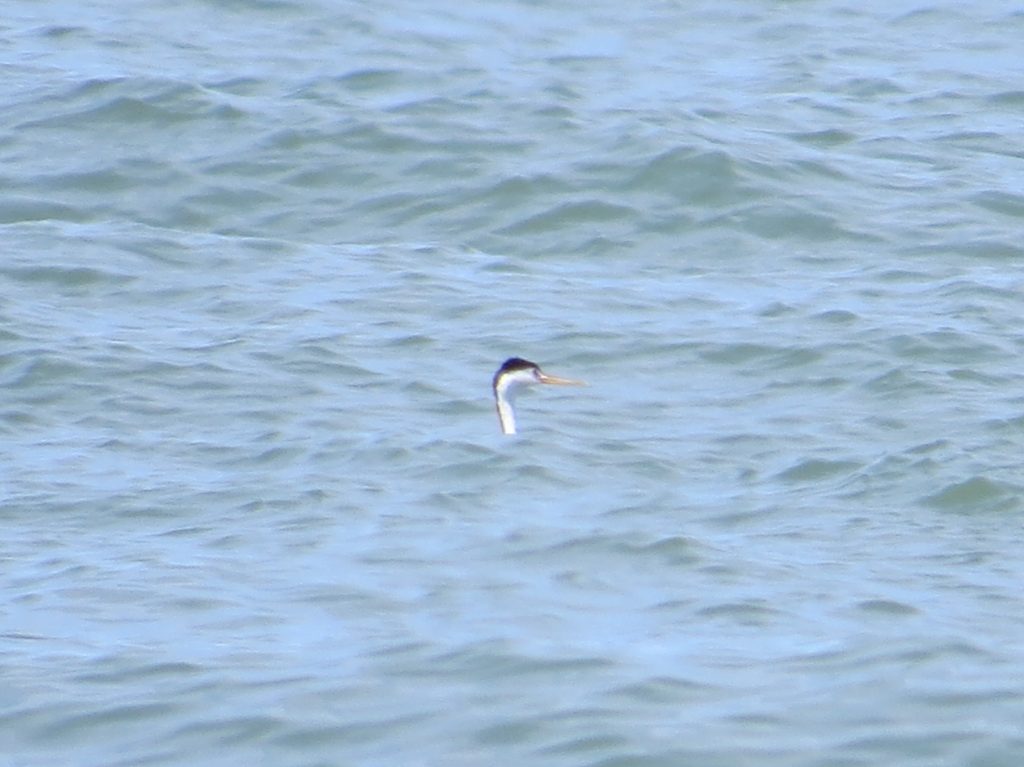 Clark's Grebe